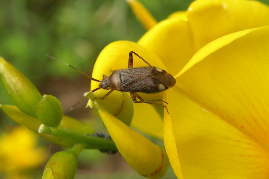 Due Lygaeidae e due Miridae